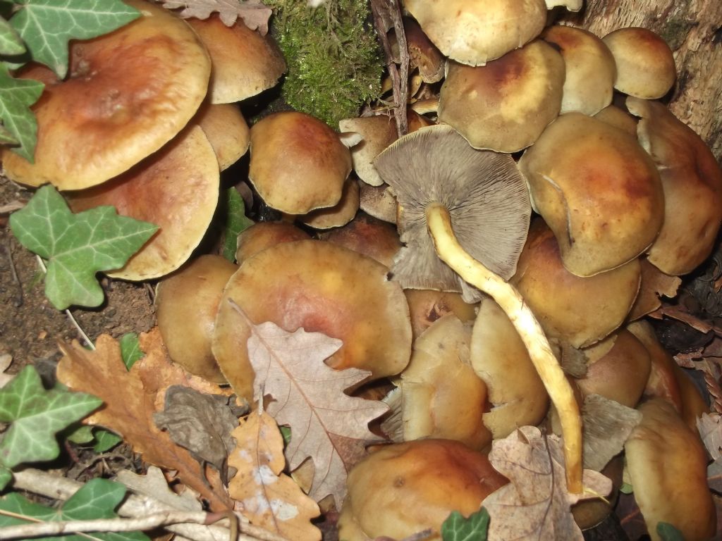 questo pomeriggio 5