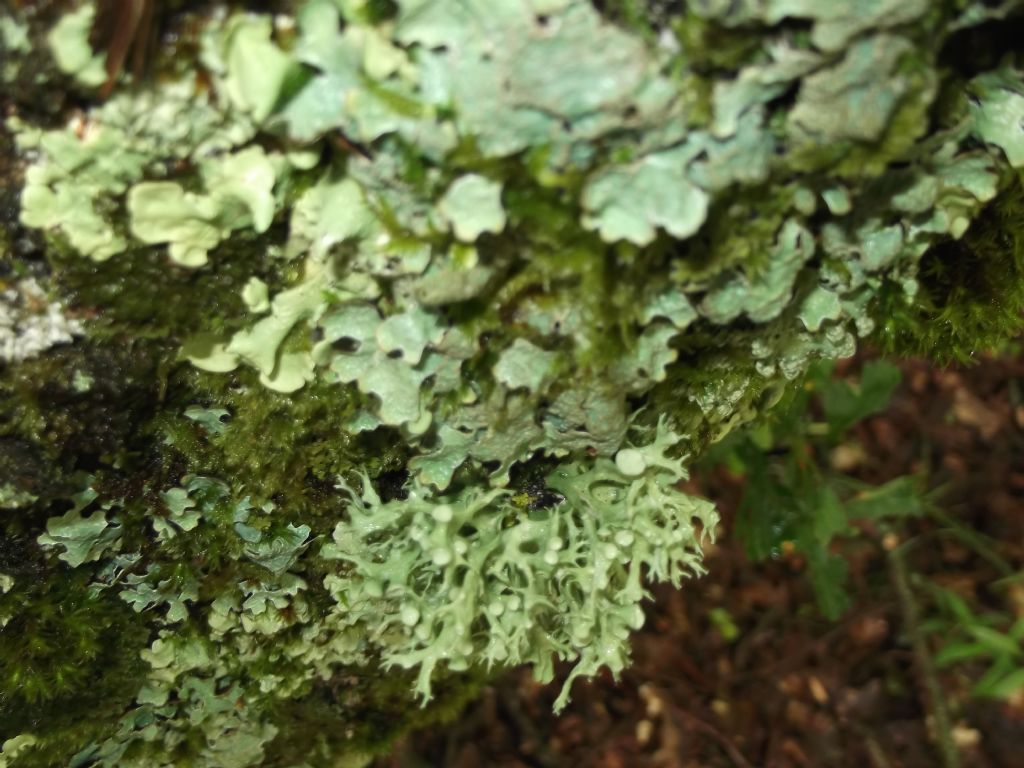foto di qualche tempo fa, non ho esperienza di licheni.