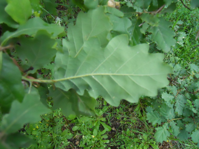 Quercus robur?