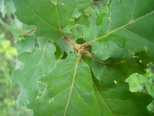 Quercus robur?