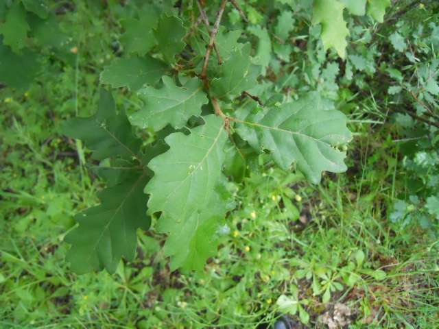 Quercus robur?
