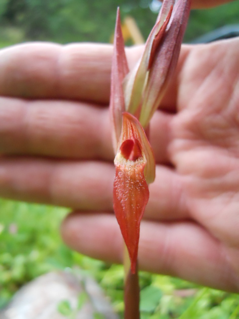 Serapias vomeracea - Toscana