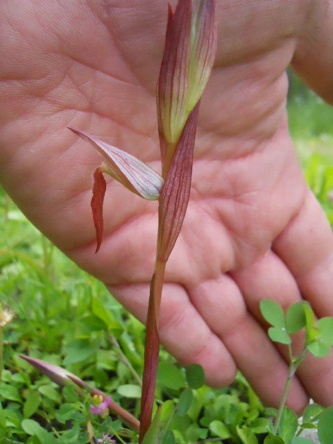 Serapias vomeracea - Toscana