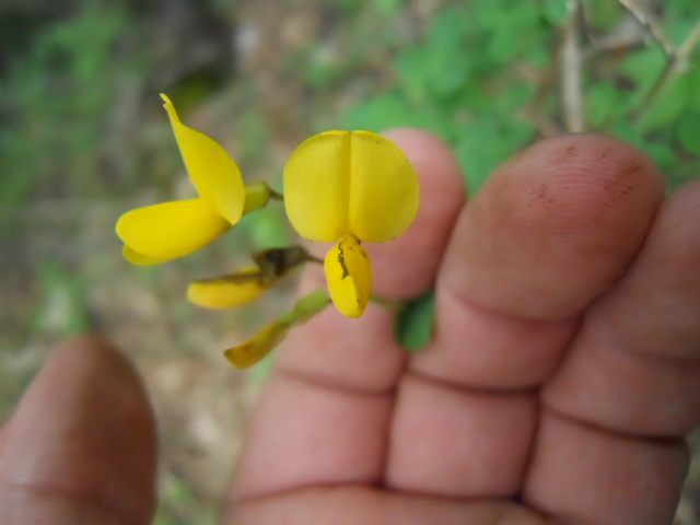 cfr. Cytisophillum sessilifolium