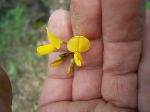 cfr. Cytisophillum sessilifolium