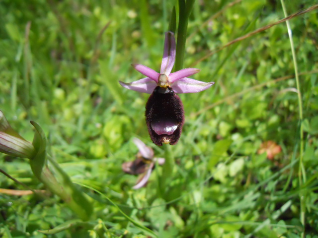Ophrys amiatina da ID - 2