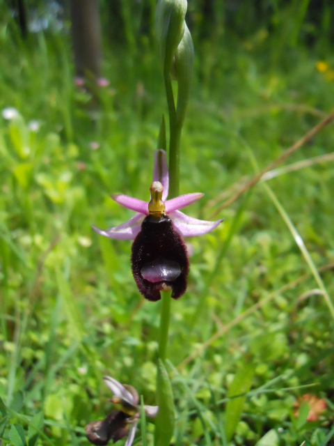 Ophrys amiatina da ID - 2