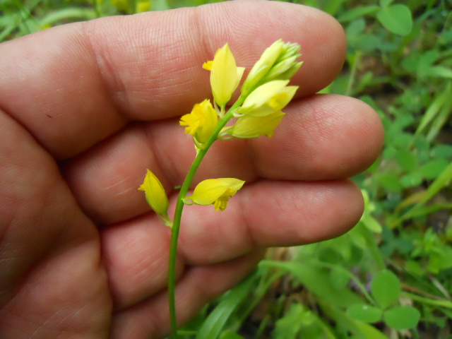 Polygala flavescens / Poligala gialla