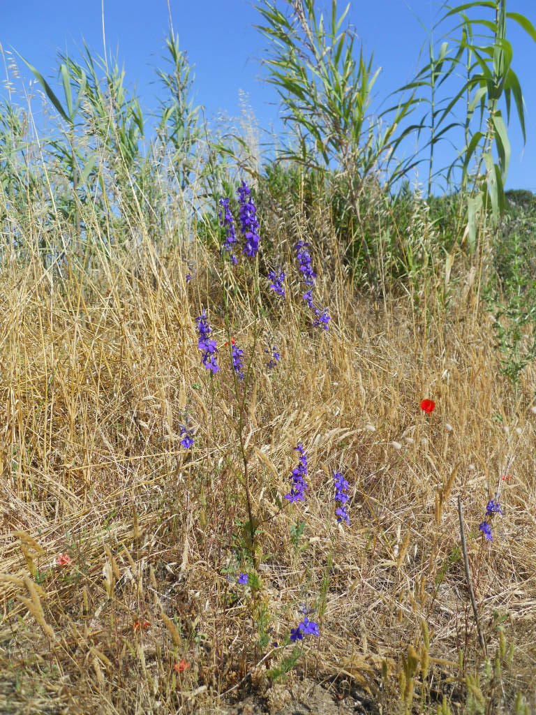 Delphinium ajacis / Speronella Fior-cappuccio
