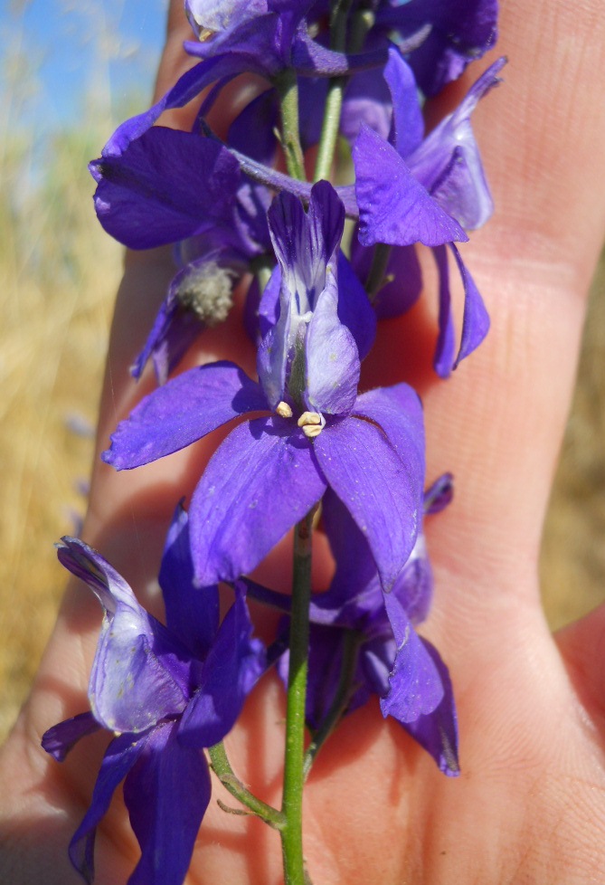 Delphinium ajacis / Speronella Fior-cappuccio
