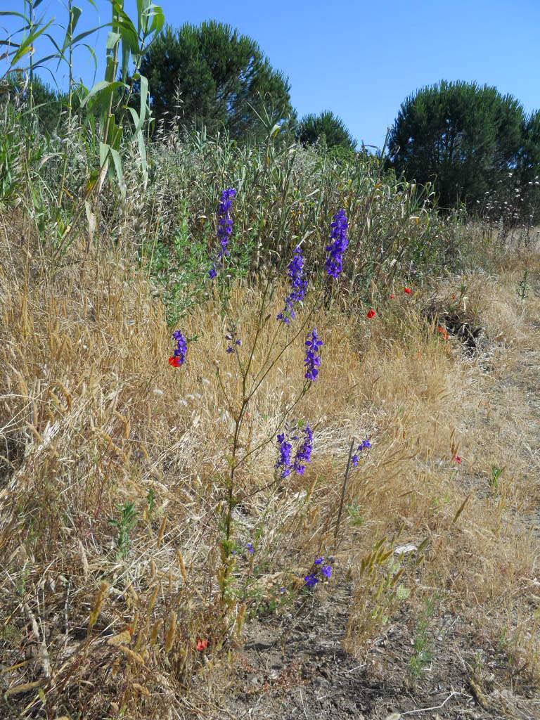 Delphinium ajacis / Speronella Fior-cappuccio