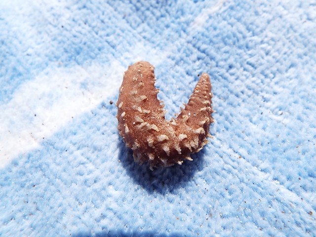 Leptopentacta elongata (Düben & Koren, 1846)