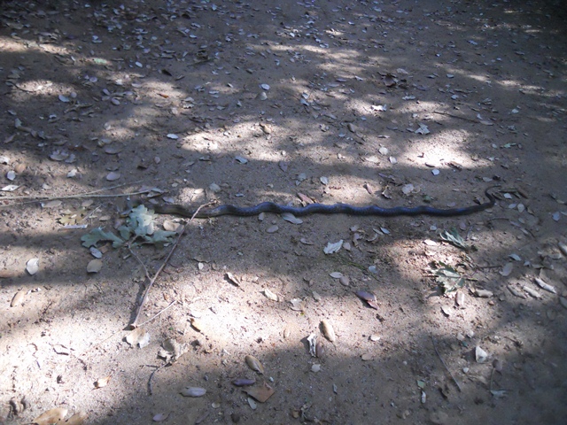 Zamenis longissimus maremmano