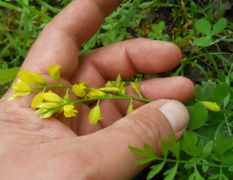 Polygala flavescens / Poligala gialla