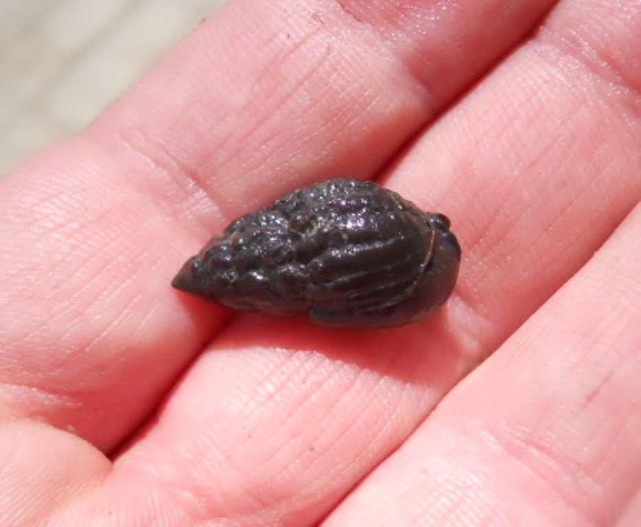 Nassarius nitidus