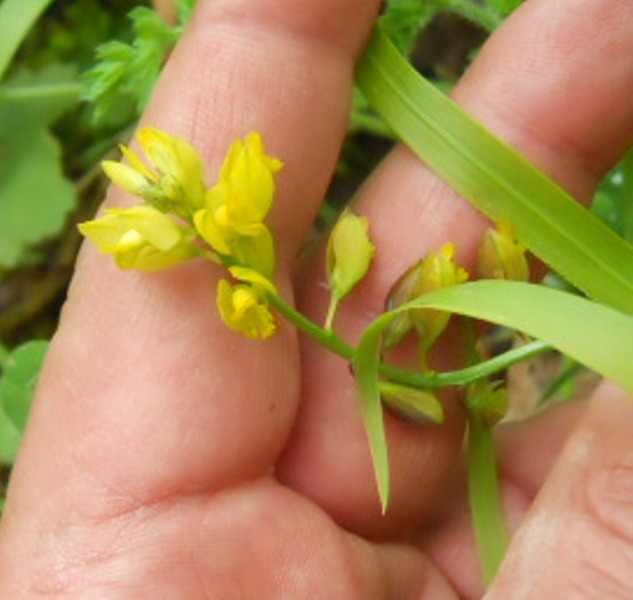 Polygala flavescens / Poligala gialla