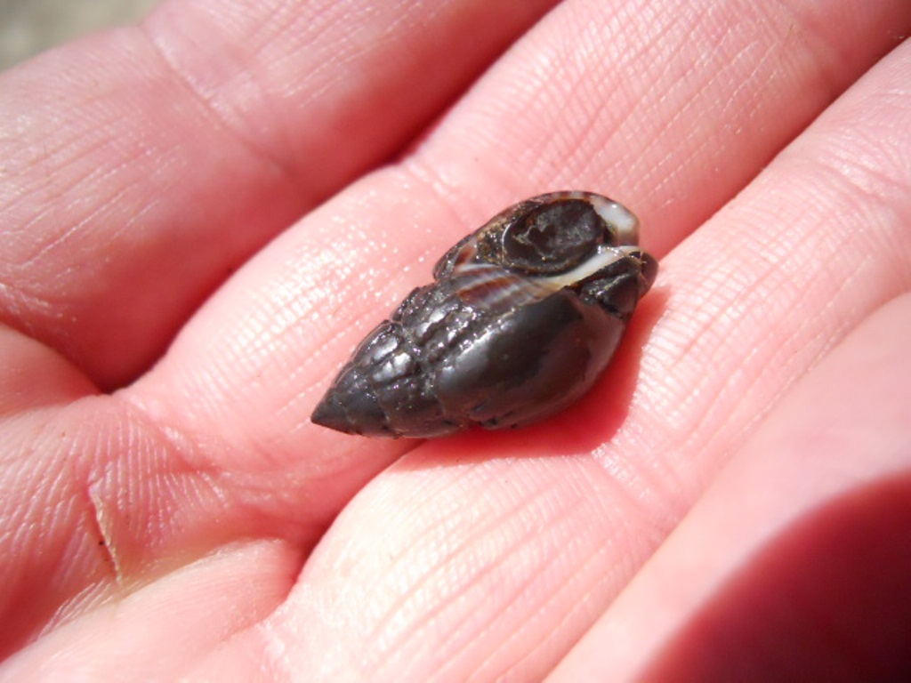 Nassarius nitidus