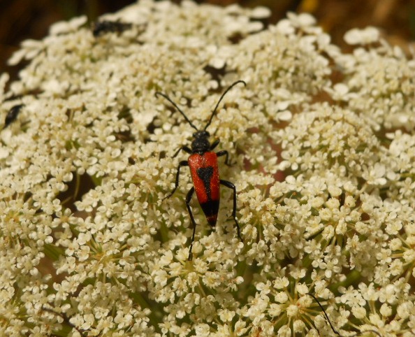 Altro coleottero da Burano da ID: Stictoleptura cordigera