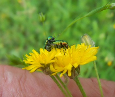 Colorati coleotteri del monte Amiata