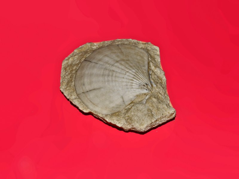 Un ricco ed una conchiglia da Malta