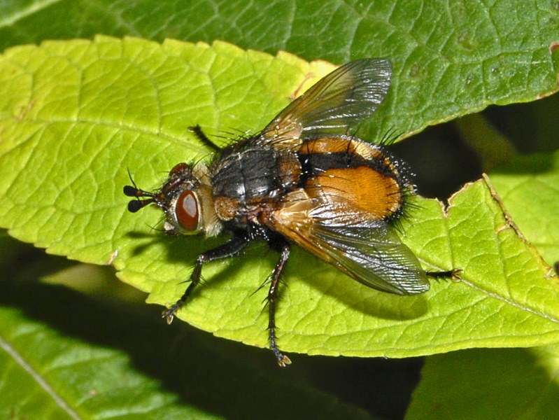 Tachina sp. (Tachinidae)