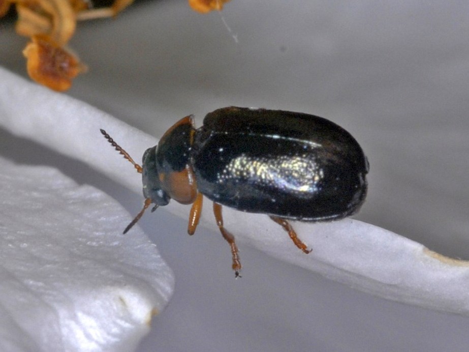 Un piccolo coleottero da identificare: Smaragdina sp.