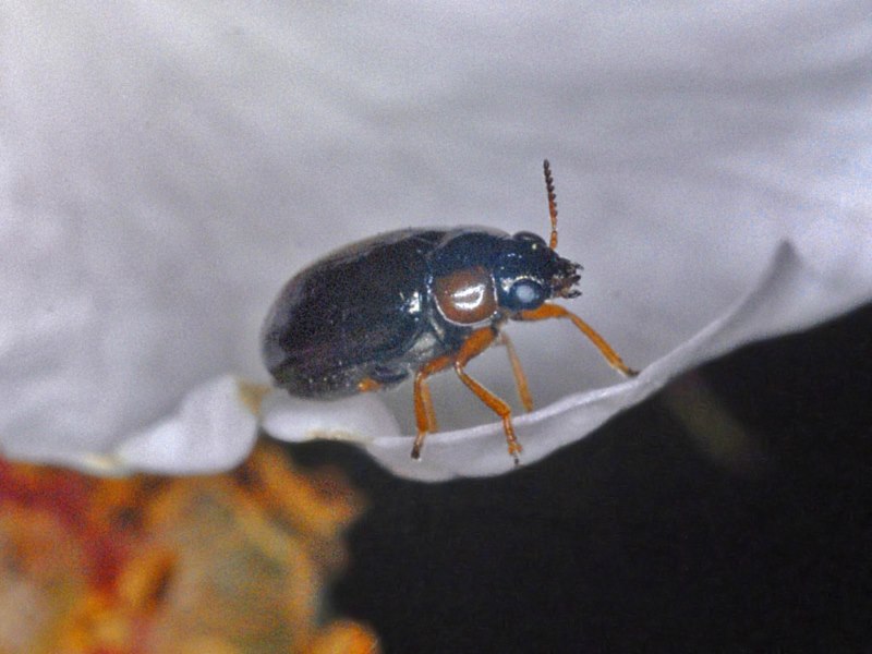 Un piccolo coleottero da identificare: Smaragdina sp.