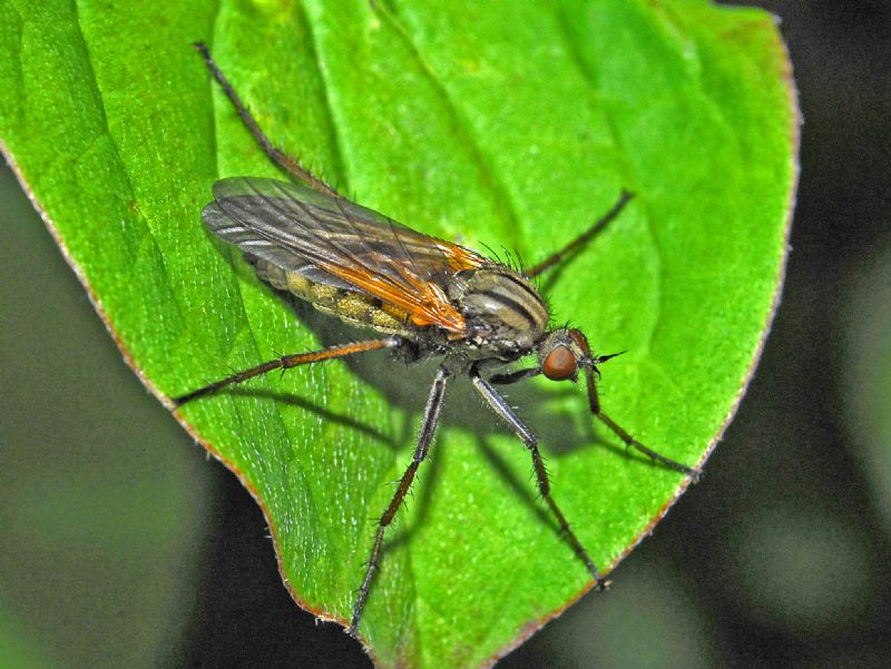 Un dittero da determinare: Empis tessellata (Empididae)