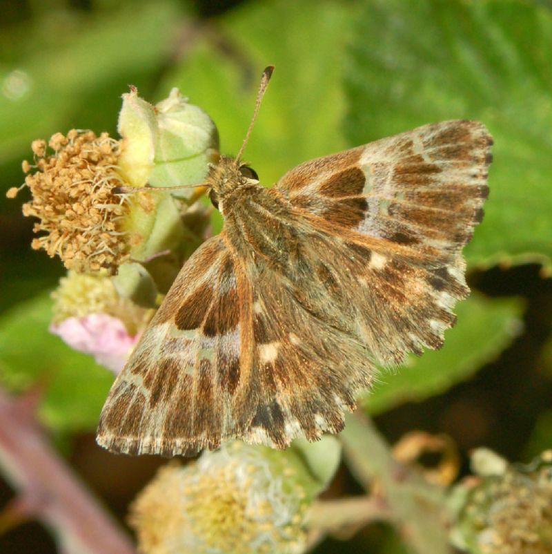 Hesperiidae ID - Carcharodus flocciferus