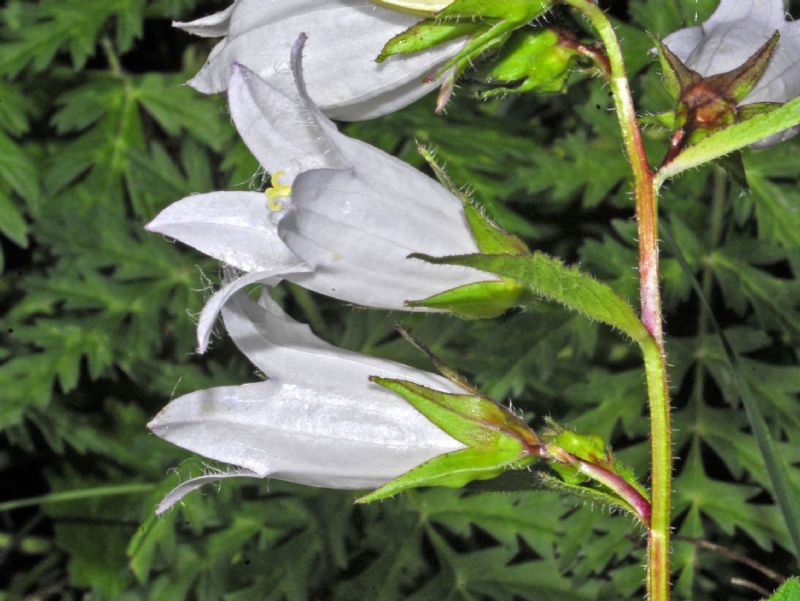 Campanula trachelium