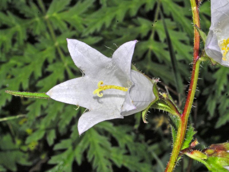 Campanula trachelium