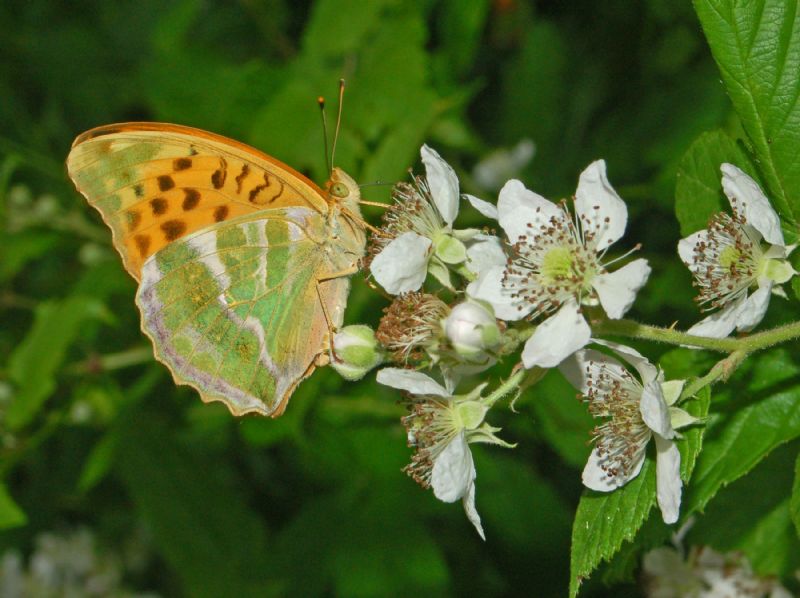 Argynnis ... tutte verdi, da identificare - Argynnis (Argynnis) paphia