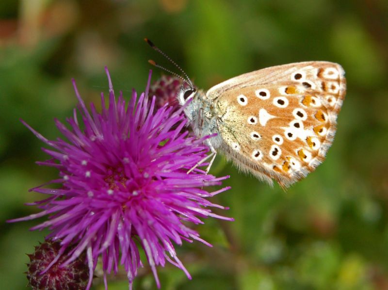 Un licenide da determinare - Polyommatus (Lysandra) coridon