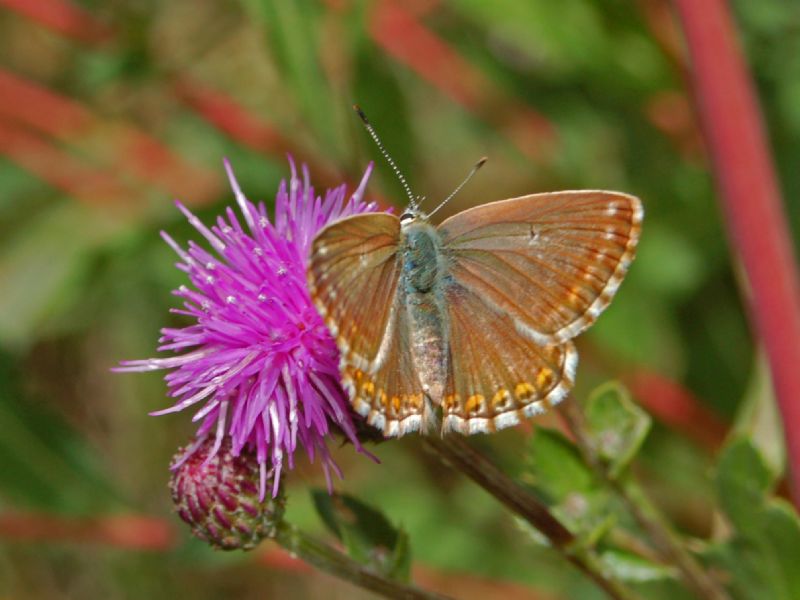 Un licenide da determinare - Polyommatus (Lysandra) coridon