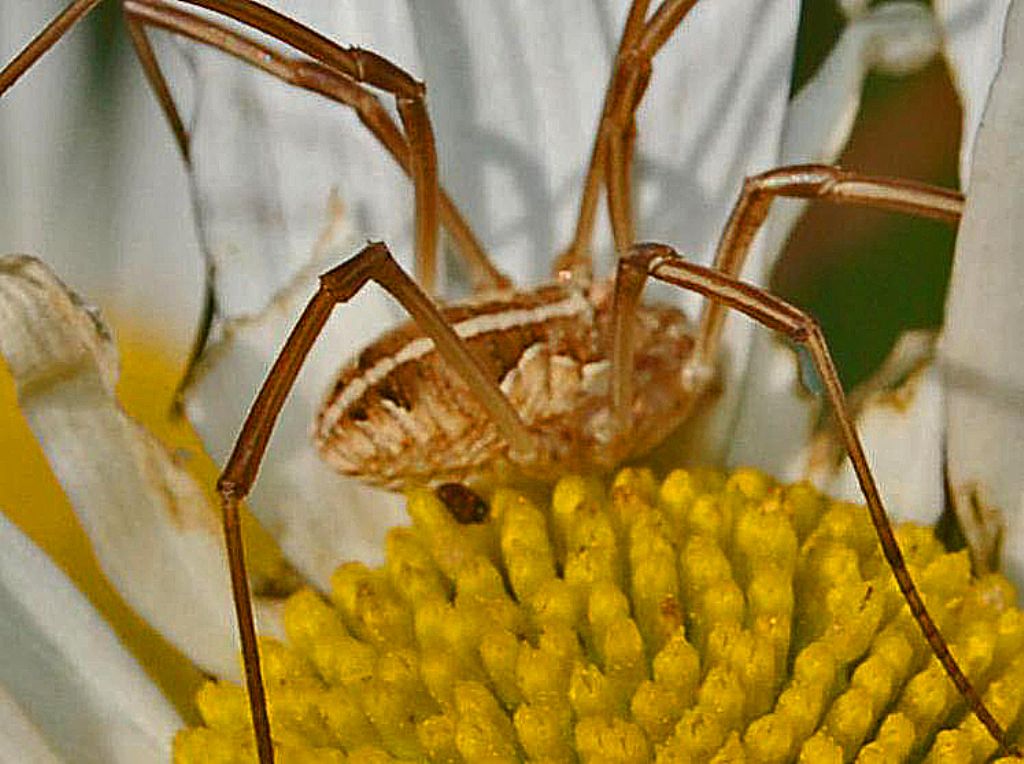 Metaphalangium cirtanum (Phalangiidae)