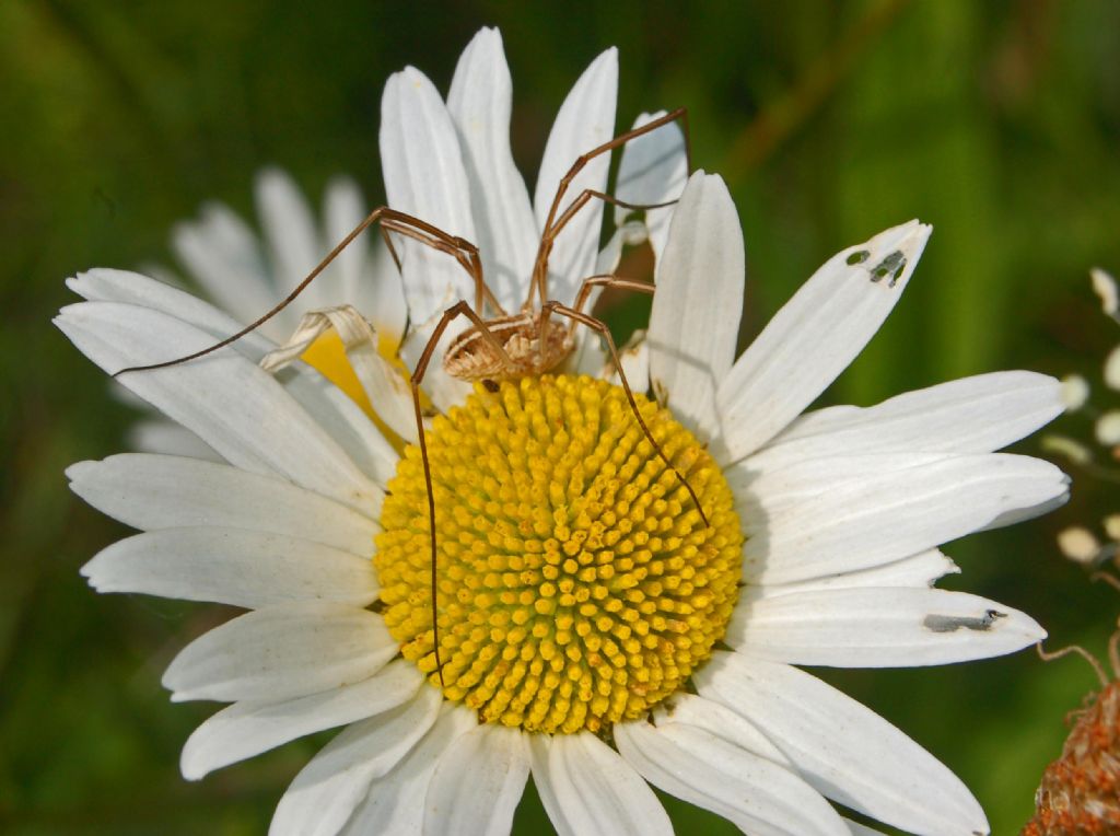 Metaphalangium cirtanum (Phalangiidae)