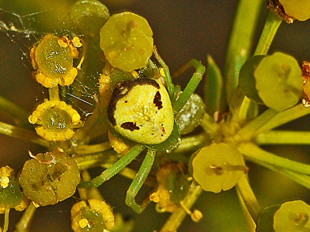 Ebrechtella tricuspidata - Val Noci (GE)