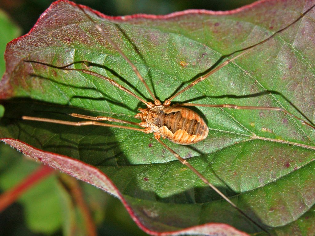 Ancora un Phalangium?  S, Phalangium opilio (Phalangiidae)