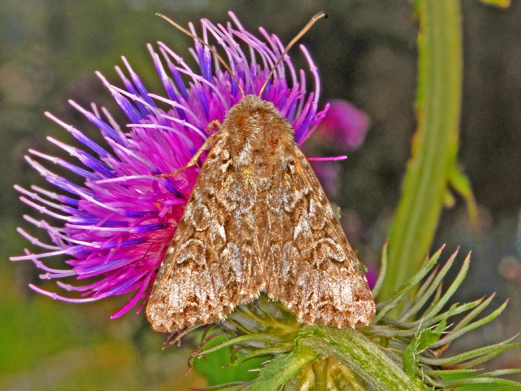 Noctuidae:  Hada plebeja