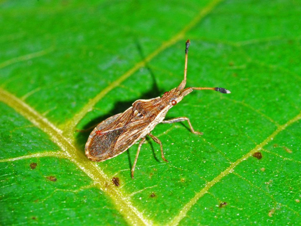 Spathocera lobata  (Coreidae)