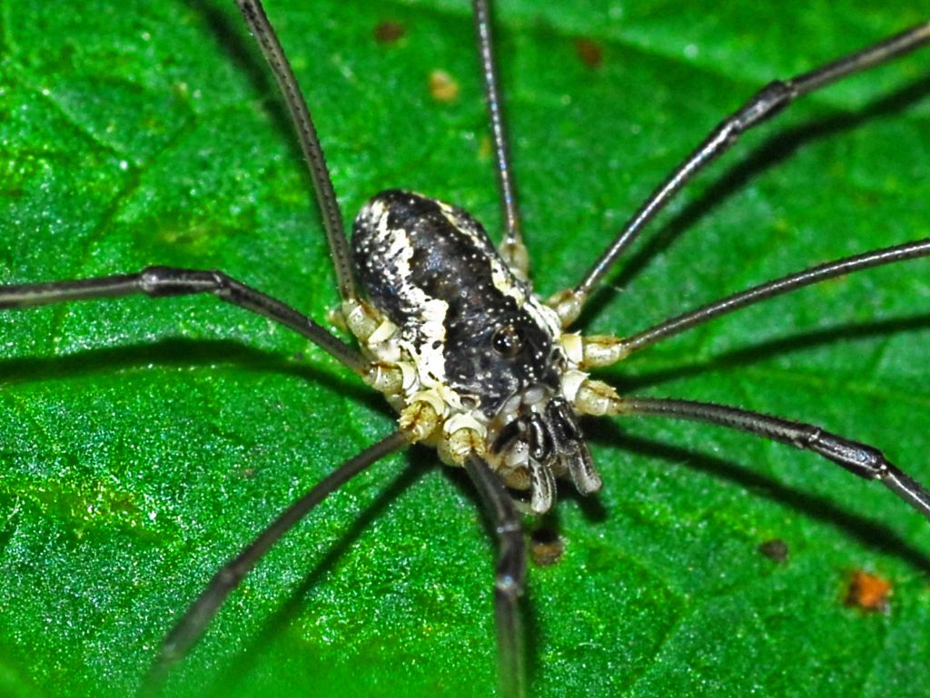 Mitopus morio ♂ - Phalangiidae