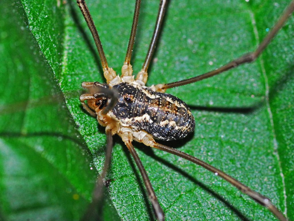 Mitopus morio ♂ - Phalangiidae