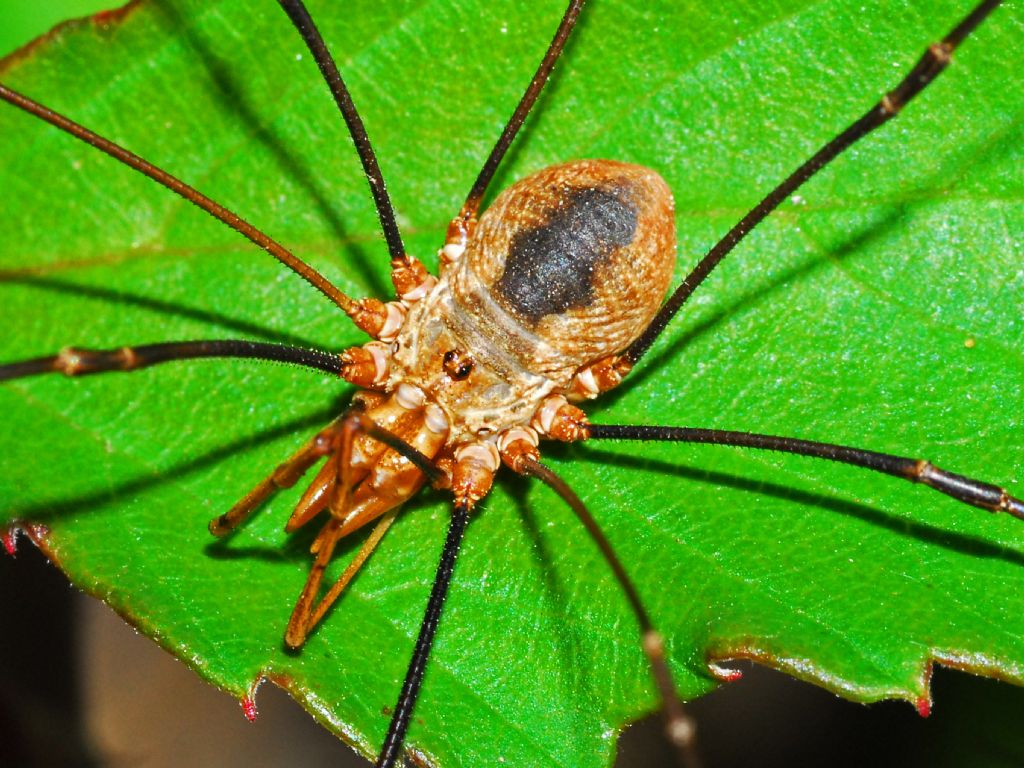 Phalangium opilio ♂ - Phalangiidae