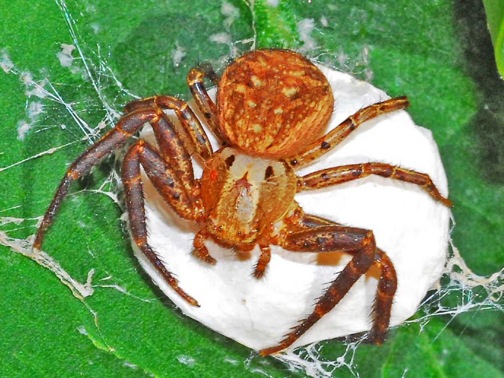 Xysticus sp. con ooteca - Pragelato (TO)