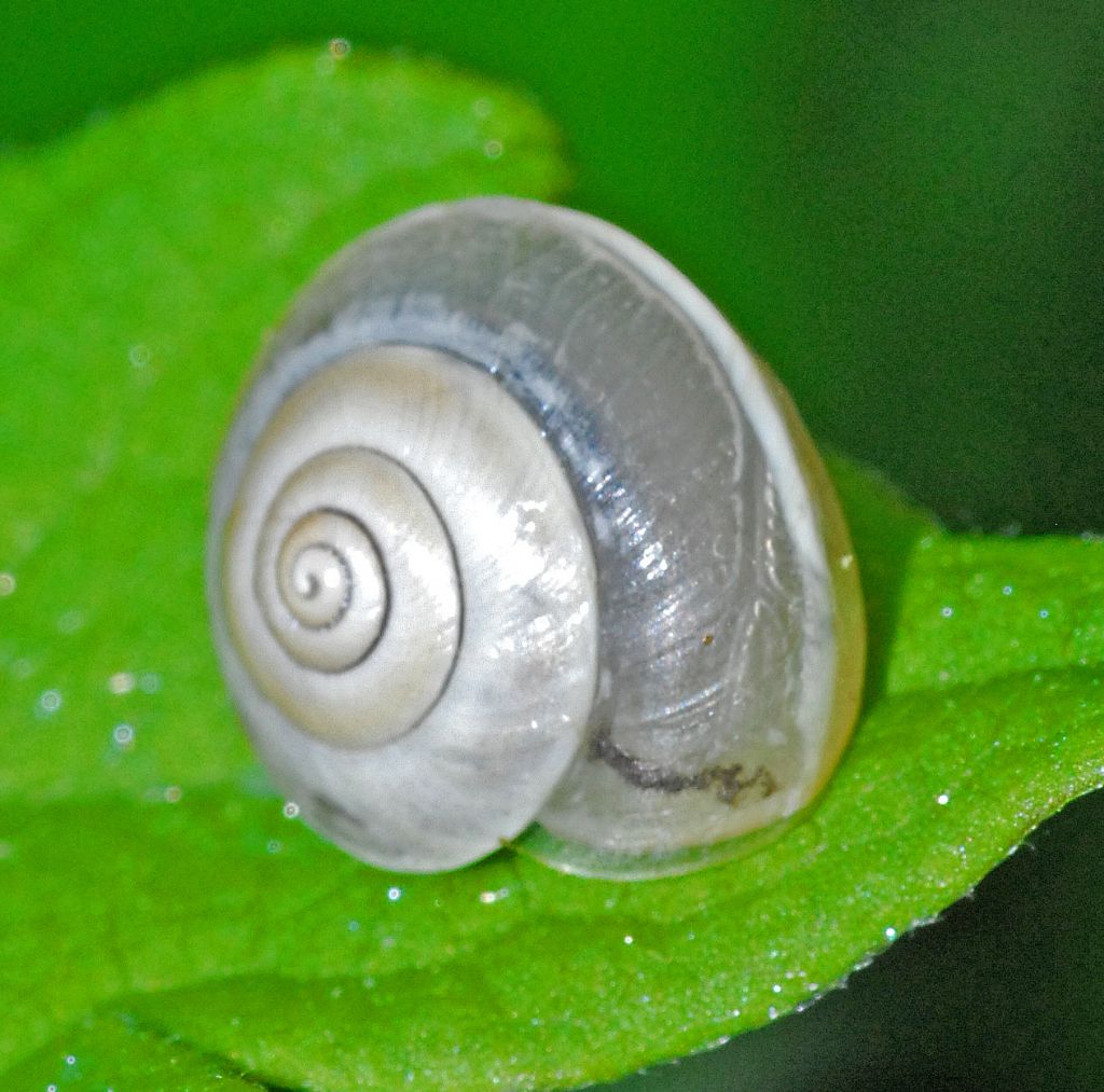 Una piccola lumaca bianca