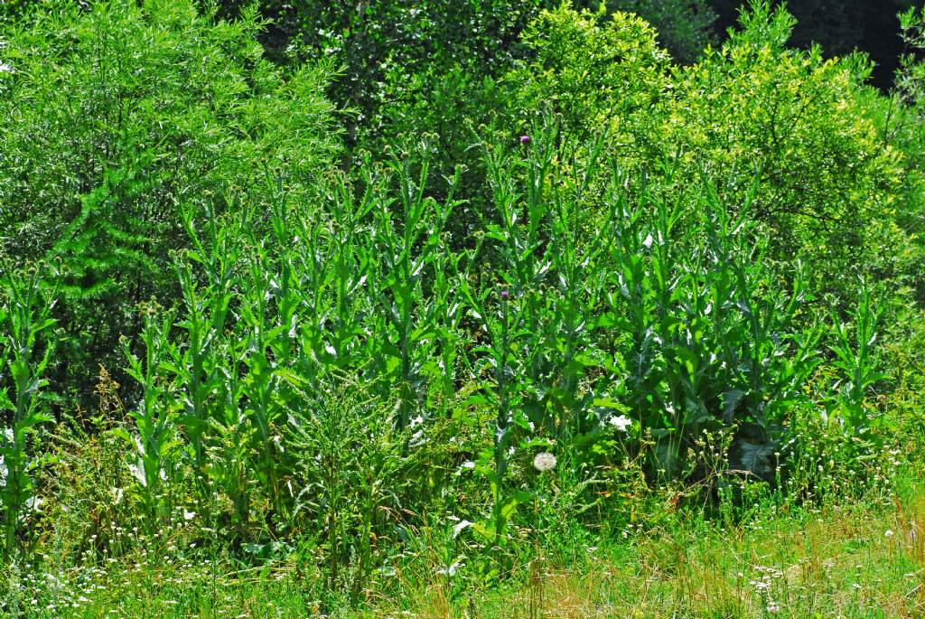 Un Carduus molto alto: Onopordum acanthium