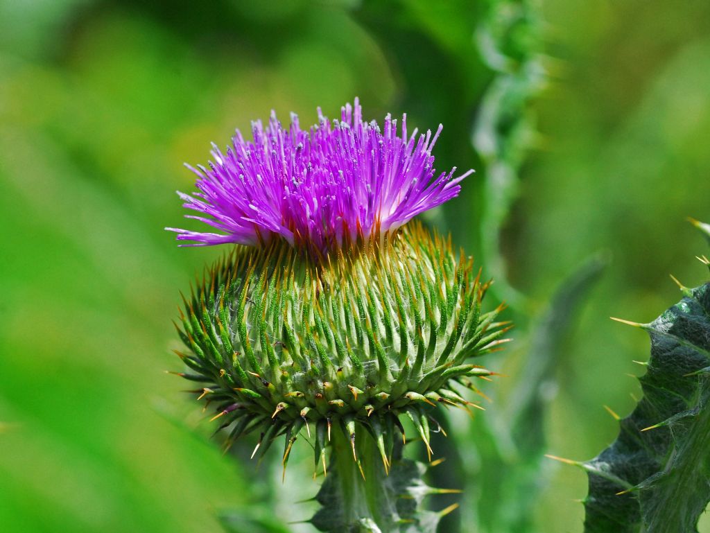 Un Carduus molto alto: Onopordum acanthium