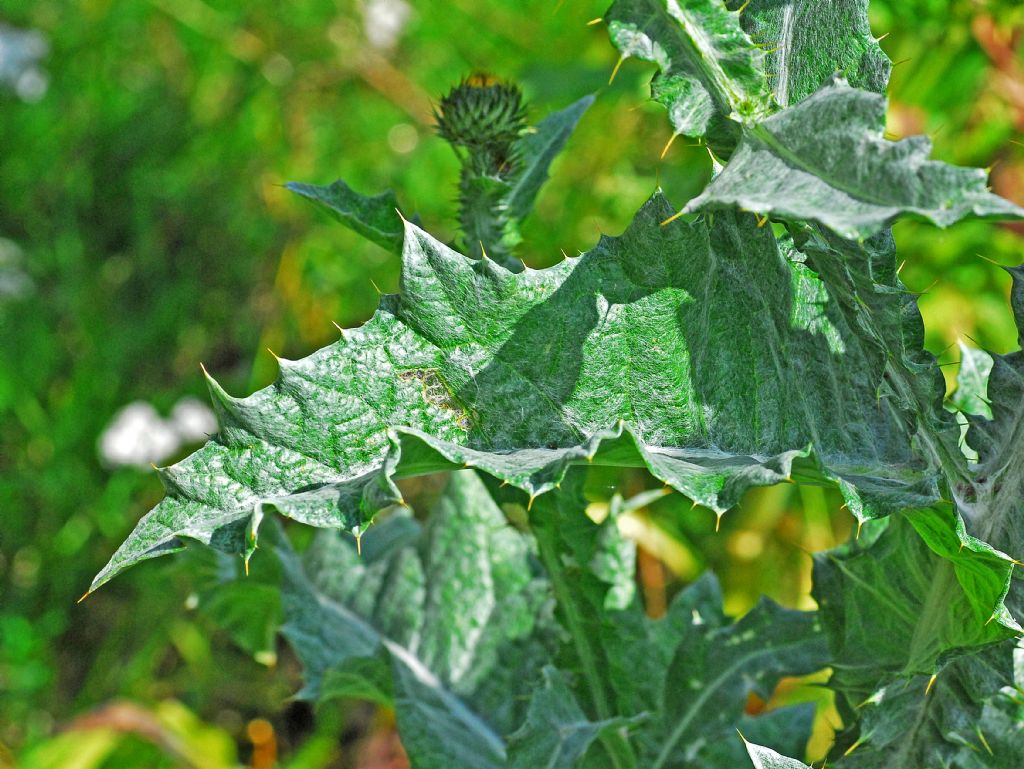 Un Carduus molto alto: Onopordum acanthium