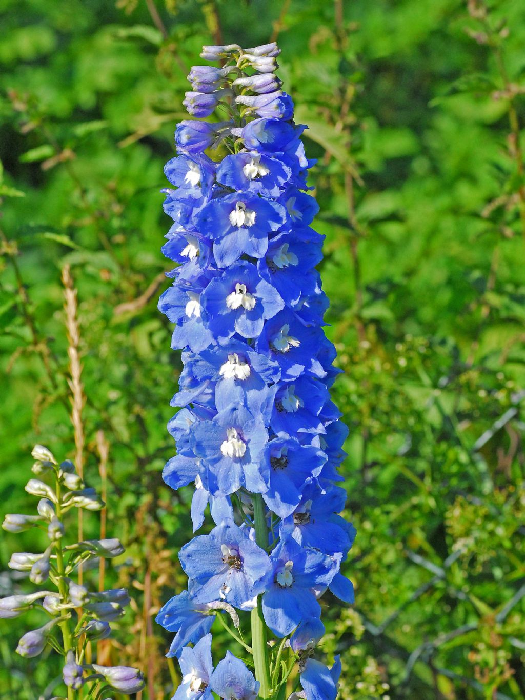Dei bei fiori azzurri in mezzo al bosco