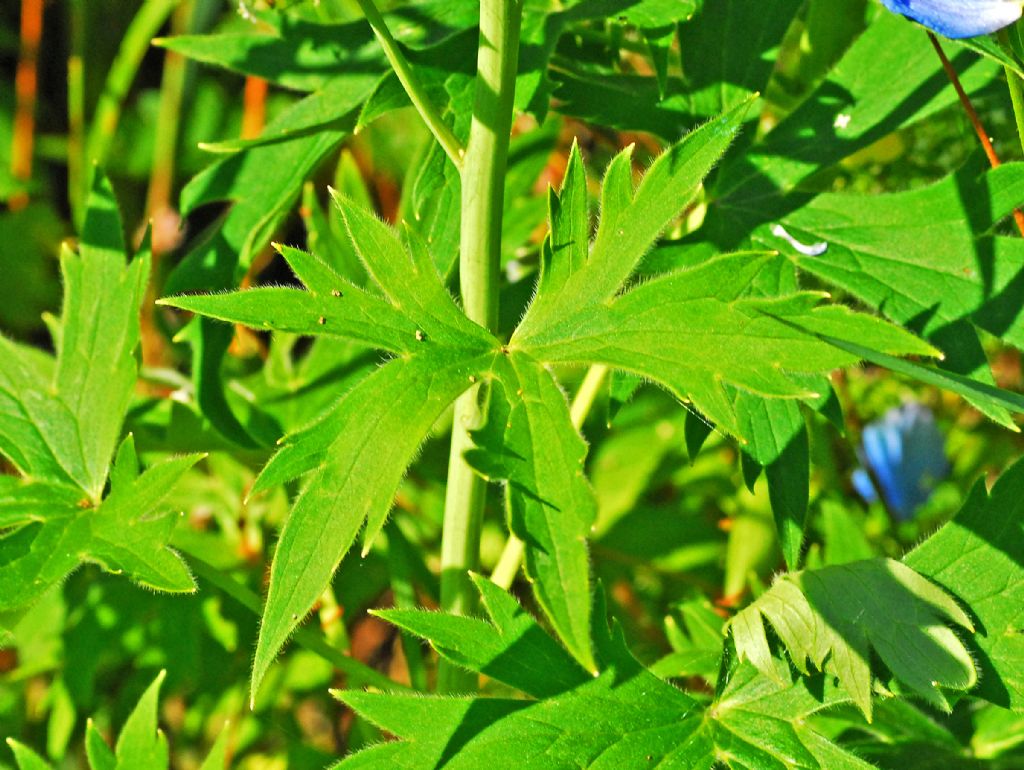Dei bei fiori azzurri in mezzo al bosco